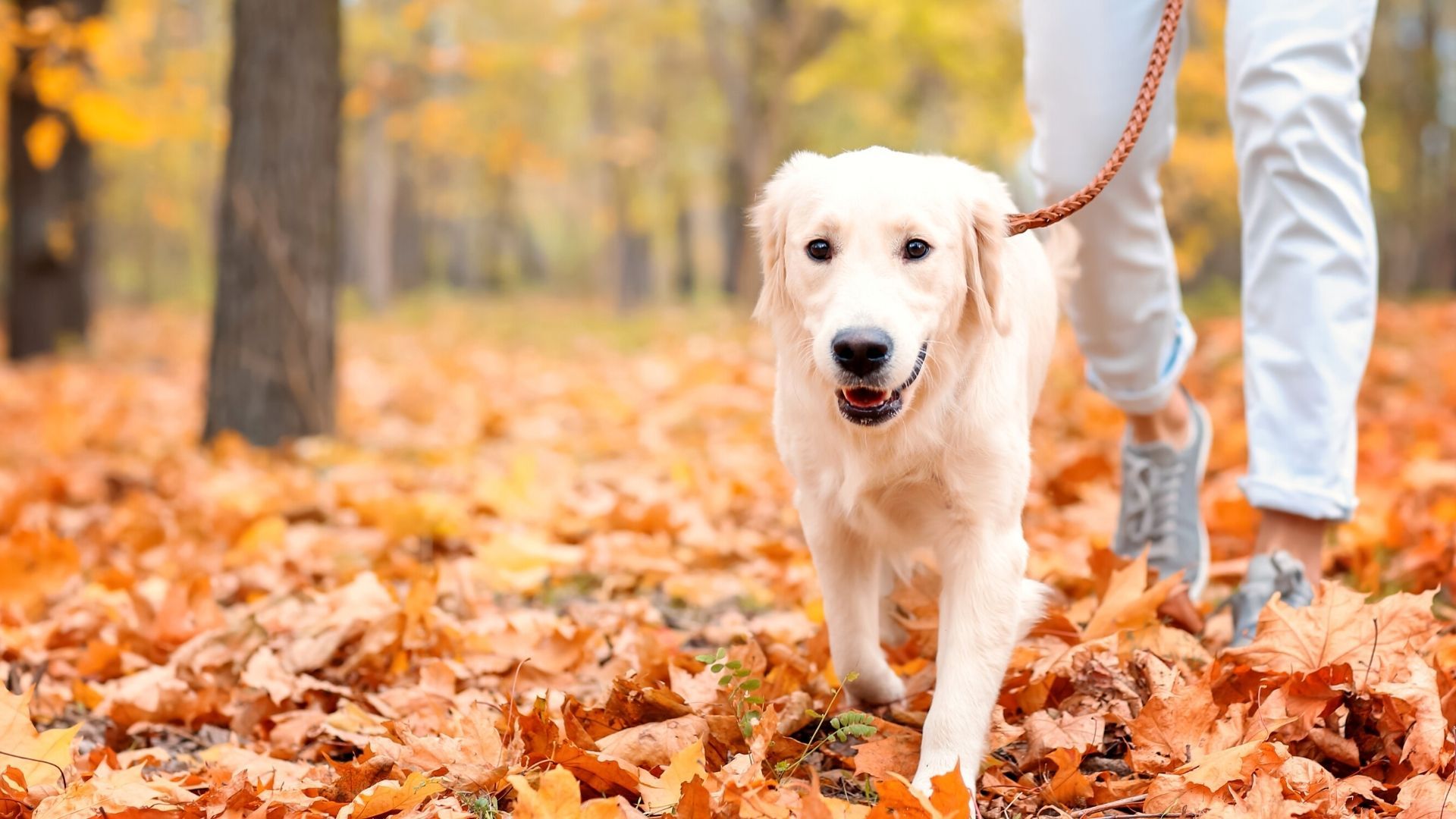 pet-boarding-in-southaven-ms-38672-precious-paws-animal-hospital