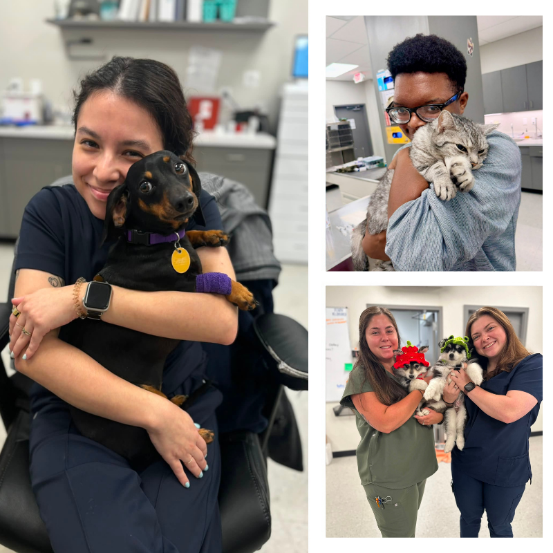 collage of veterinary staff lovingly holding dogs and cats in a clinic