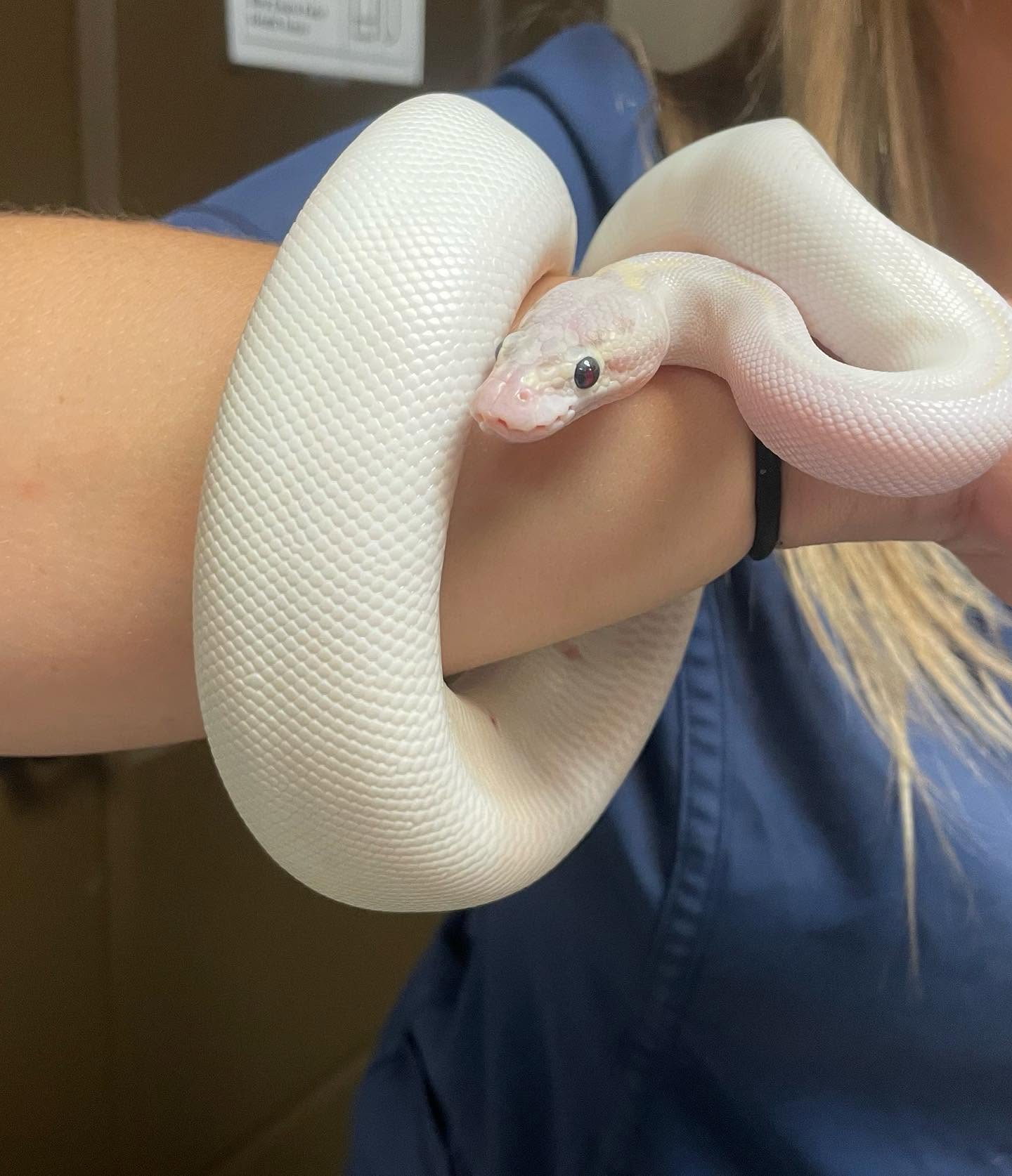 vet holding a white snake
