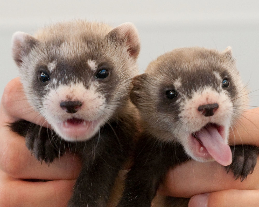 person holding a two ferret