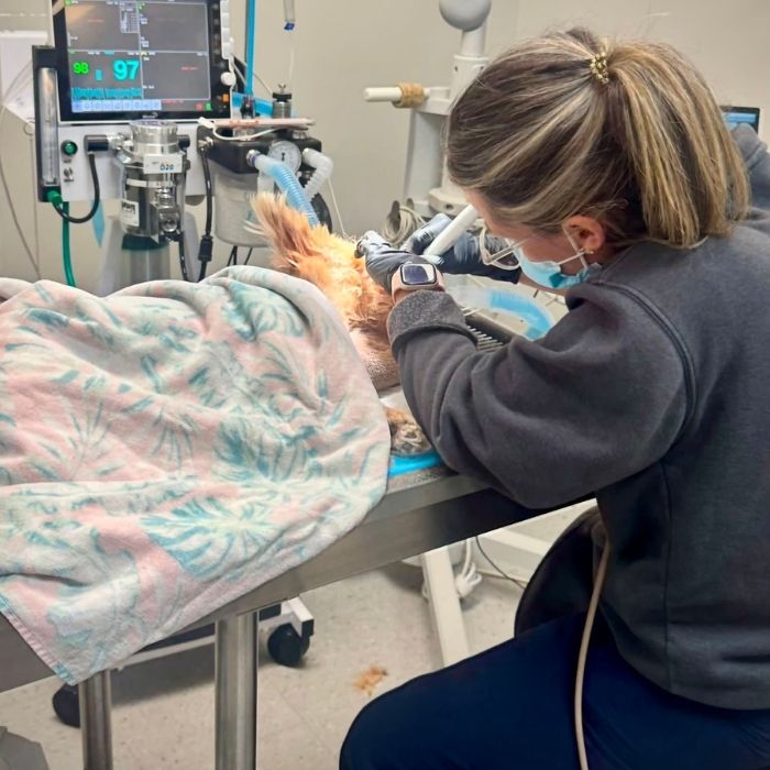 a vet staff performing a dental procedure