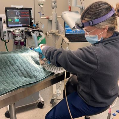 a vet staff performing a dental procedure