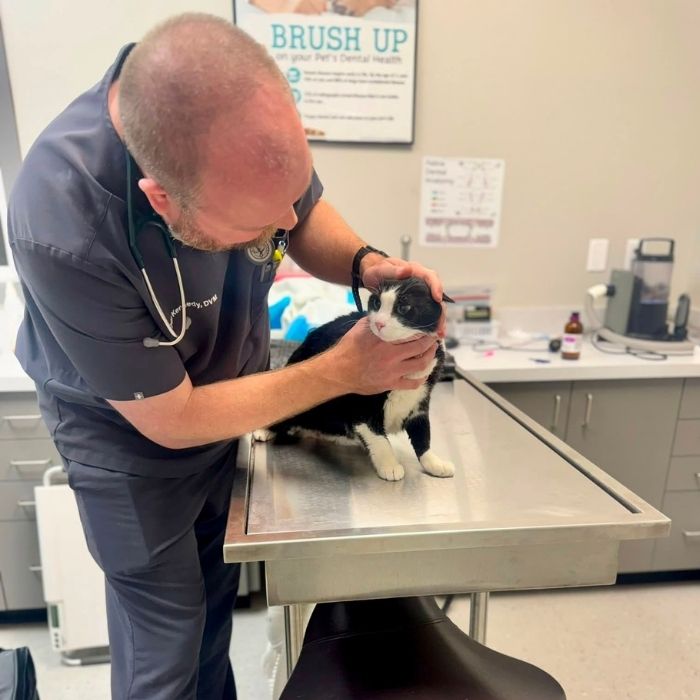 Veterinarian in navy scrubs gently examines a black-and-white cat