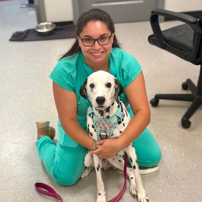 a vet staff in teal scrubs hugs a Dalmatian wearing a colorful harness