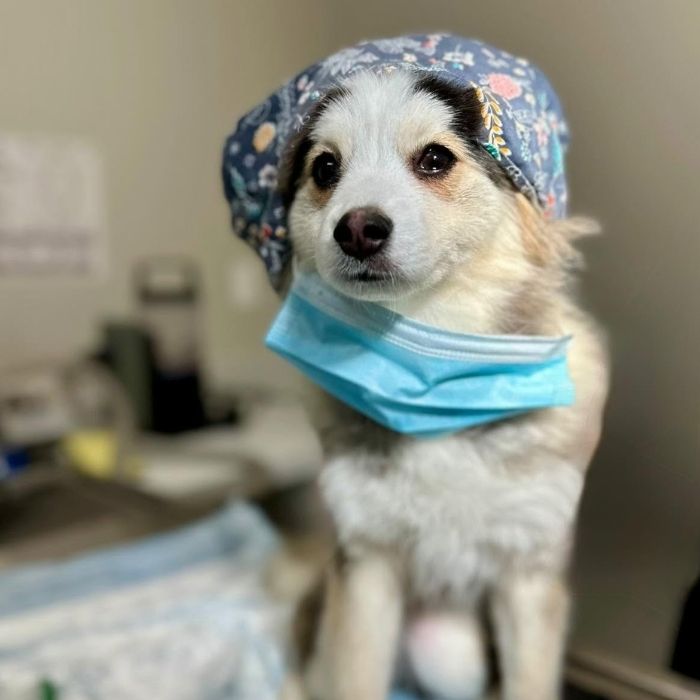 a fluffy white-and-tan dog wears a blue floral headscarf and loose surgical mask