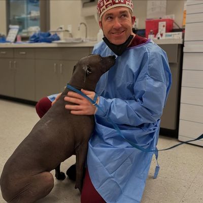 veterinarian in a blue protective gown hugs a playful dog