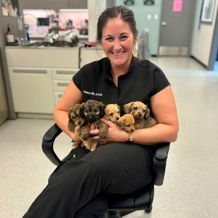 veterinarian in black scrubs cradles six fluffy puppies
