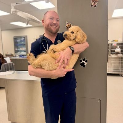 veterinarian cradles a relaxed fluffy tan dog